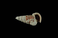 栓海蜷藏品圖，第4張
